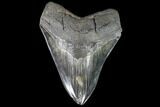 Serrated, Fossil Megalodon Tooth - Huge Meg Tooth #108842-1